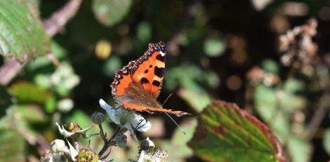 Tortoiseshell butterfly on bramble blossom